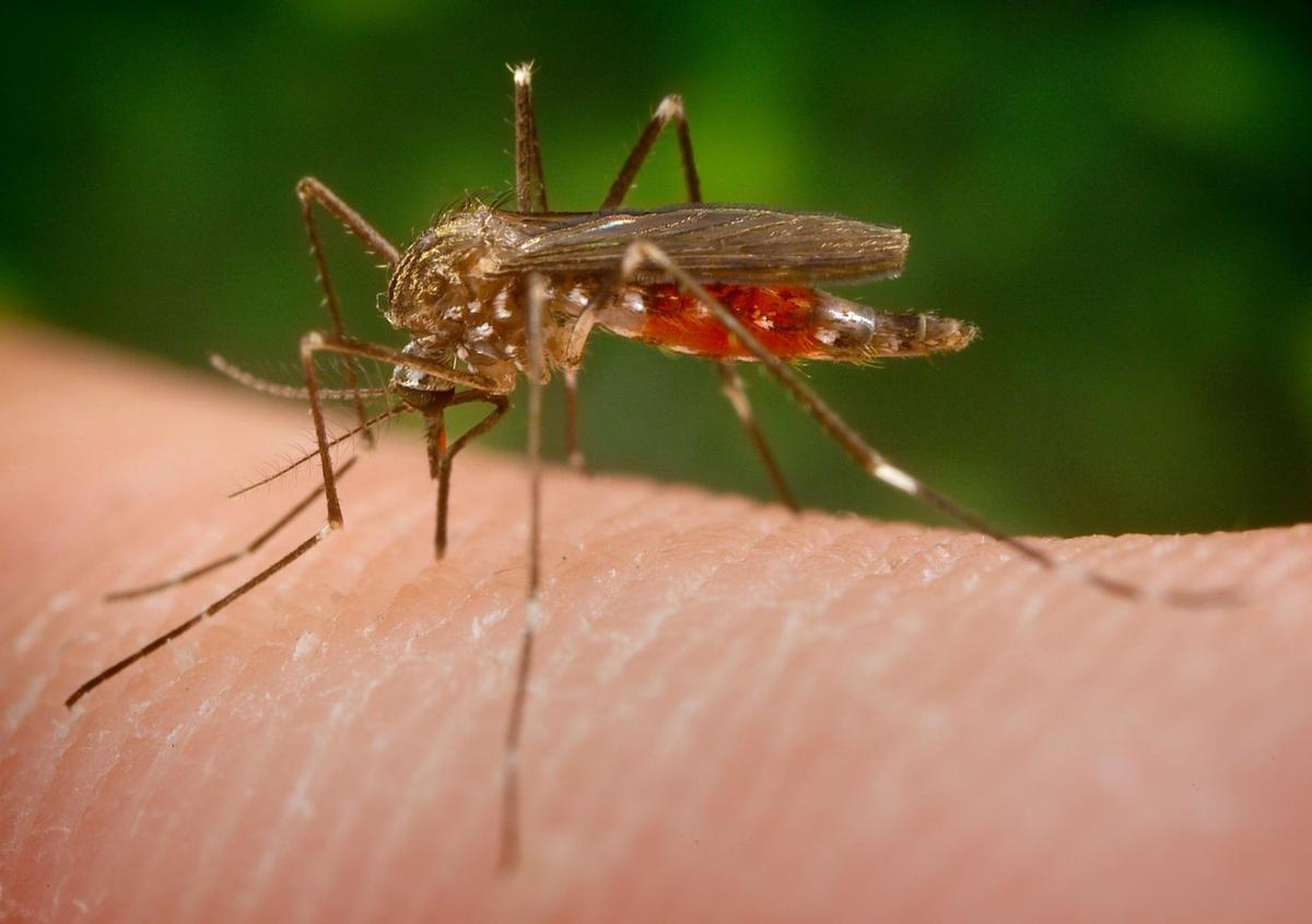 First reported cases of West Nile Virus