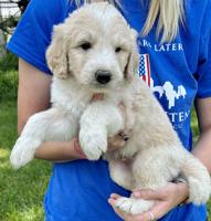 Great Pyrenees/Poodle pups. Sh